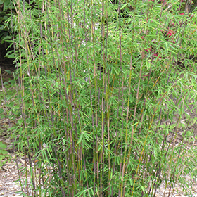 Plant Photo 7