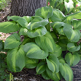 Plant Photo 10