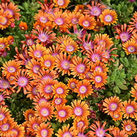 Fire Spinner Ice Plant Delosperma Fire Spinner In Boston Hopkinton Chelmsford Hingham Middleborough Massachusetts Ma At Weston Nurseries