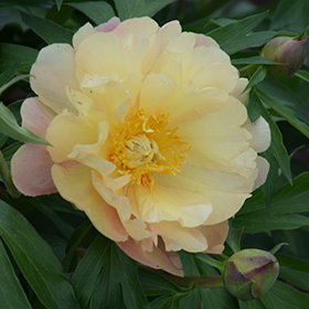 Plant Photo 6