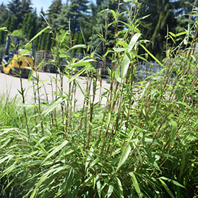 Plant Photo 8