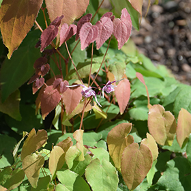 Plant Photo 4