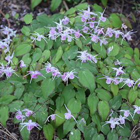 Plant Photo 8