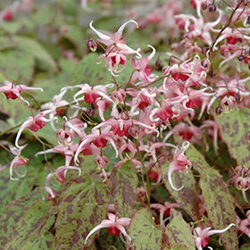 Plant Photo 3