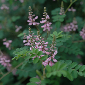 Plant Photo 6