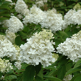 Fire And Ice Hydrangea Hydrangea Paniculata Wim S Red In Boston Hopkinton Chelmsford Hingham Middleborough Massachusetts Ma At Weston Nurseries