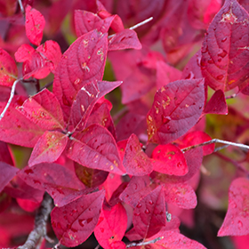 Plant Photo 9