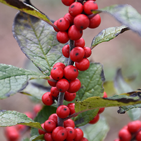 Plant Photo 8