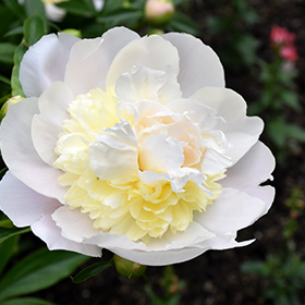 Plant Photo 5