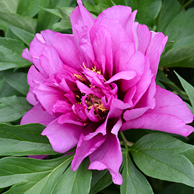 Plant Photo 7