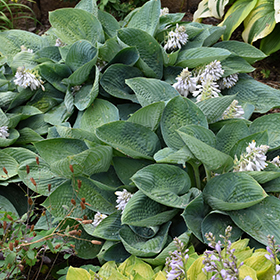 Plant Photo 1