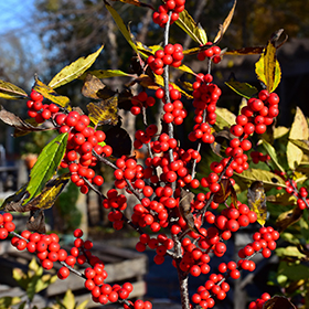 Plant Photo 4