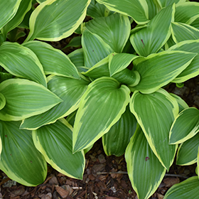Plant Photo 3