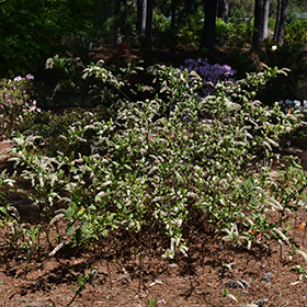 Plant Photo 10