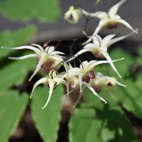 Plant Photo 2
