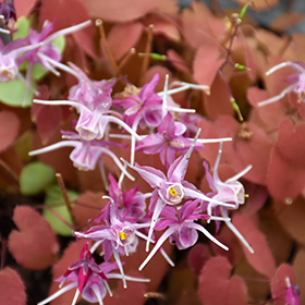 Plant Photo 7