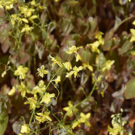 Plant Photo 9