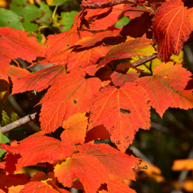 Plant Photo 1