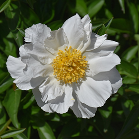 Plant Photo 1