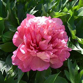 Plant Photo 4