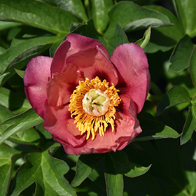 Plant Photo 9