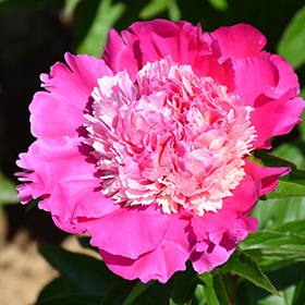 Plant Photo 4