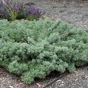 Seafoam Artemisia, Curlicue Sage