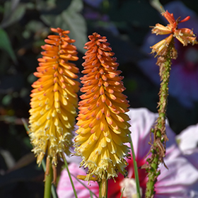 Plant Photo 8
