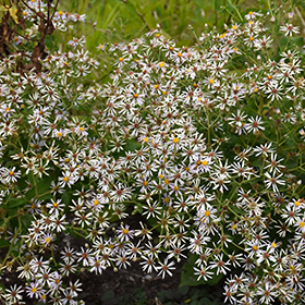 Plant Photo 2