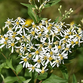 Plant Photo 3