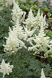 Bridal Veil Astilbe Astilbe X Arendsii Bridal Veil In Boston Hopkinton Chelmsford Hingham Middleborough Massachusetts Ma At Weston Nurseries