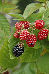 Black Satin Thornless Blackberry (rubus Fruticosus 'black Satin') In 