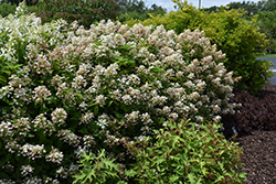 Fire And Ice Hydrangea Hydrangea Paniculata Wim S Red In Boston Hopkinton Chelmsford Hingham Middleborough Massachusetts Ma At Weston Nurseries