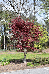 Hefner's Red Select Japanese Maple (Acer palmatum 'Hefner's Hefner's Red Select Japanese Maple (Acer palmatum 'Hefner's
